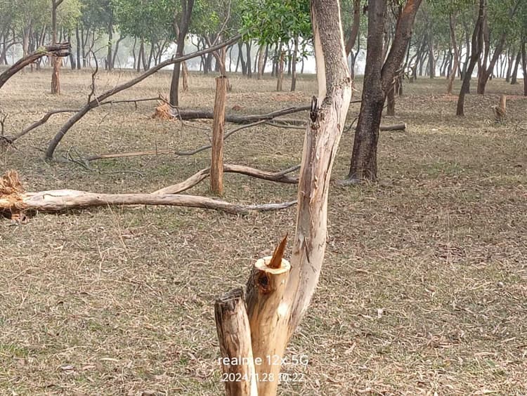 धड़ल्ले से हो रही है पेड़ों की कटाई