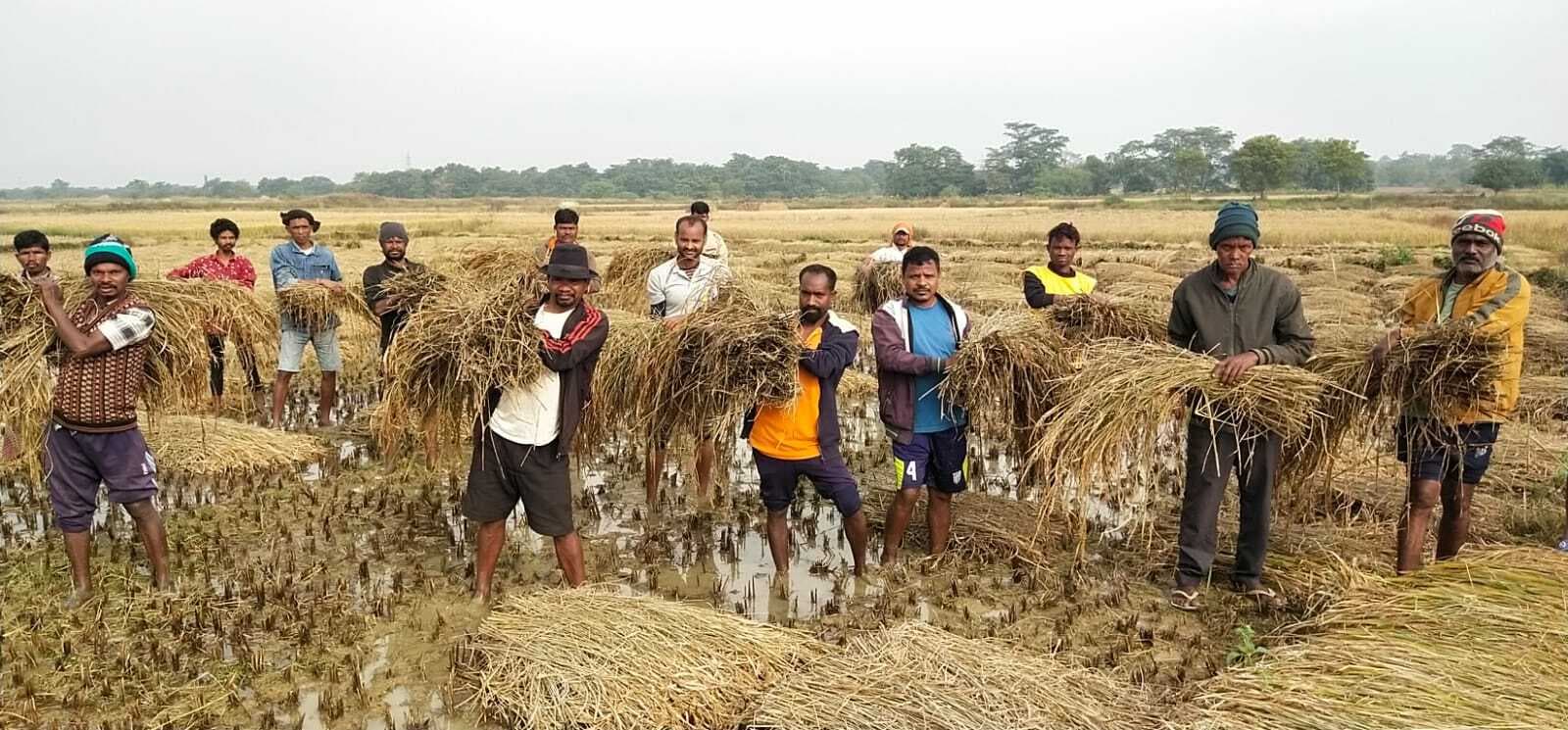 Chaibasa News : अचानक नहर में छोड़ा पानी, 3000 एकड़ में धान की फसल बर्बाद