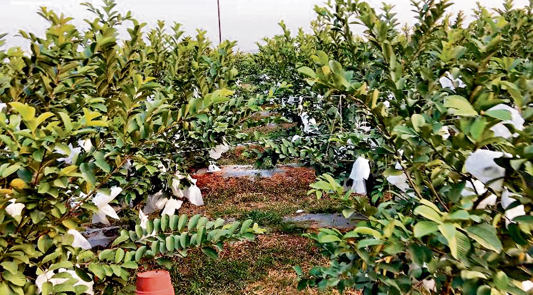 Agriculture News : 75 एकड़ में लगाये अमरूद के 52 हजार पौधे