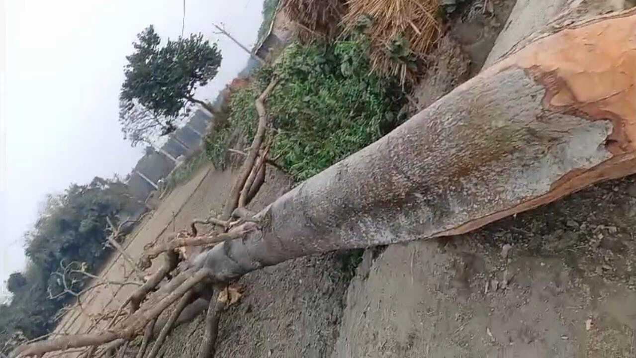 सड़क किनारे वन विभाग के लगे सरकारी वृक्षों को काट रहे दबंग माफिया