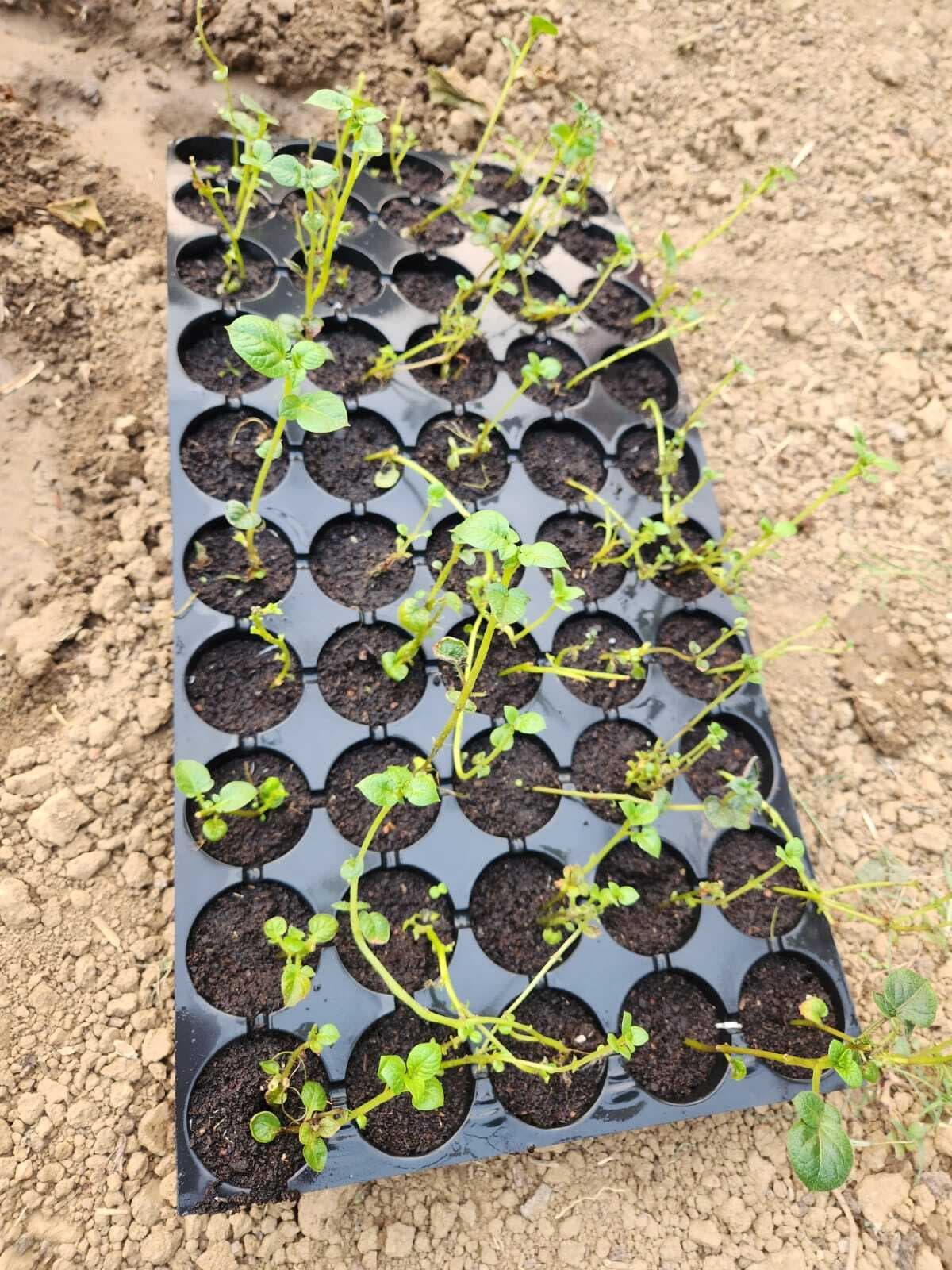 हवा में उगाया जा रहा आलू, फरवरी में आयेगी पहली फसल