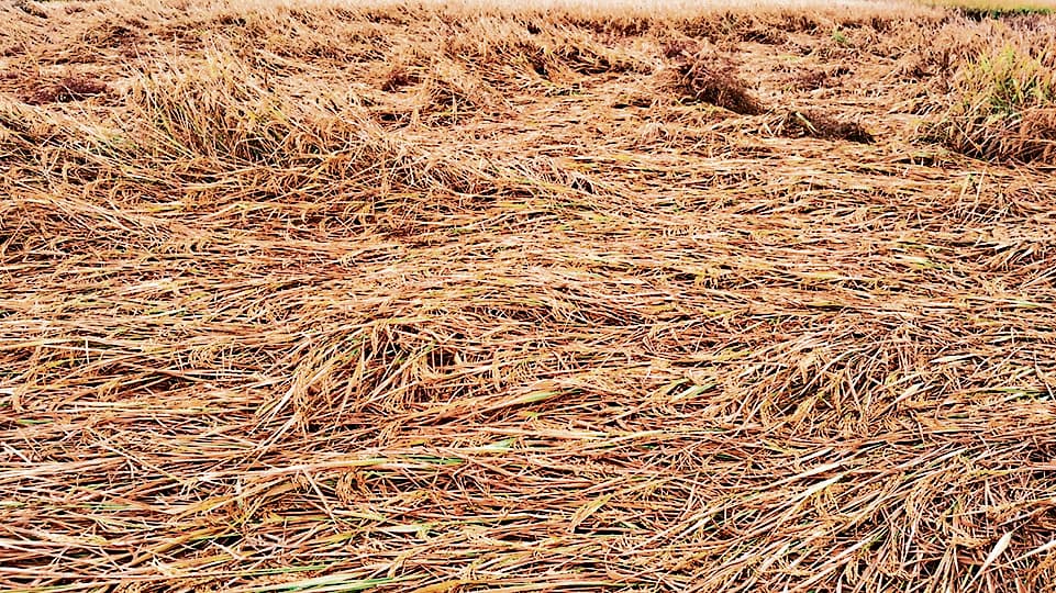 Jharsuguda News: बेमौसम बारिश से धान की फसल हुई बर्बाद, सब्जियों को भी नुकसान