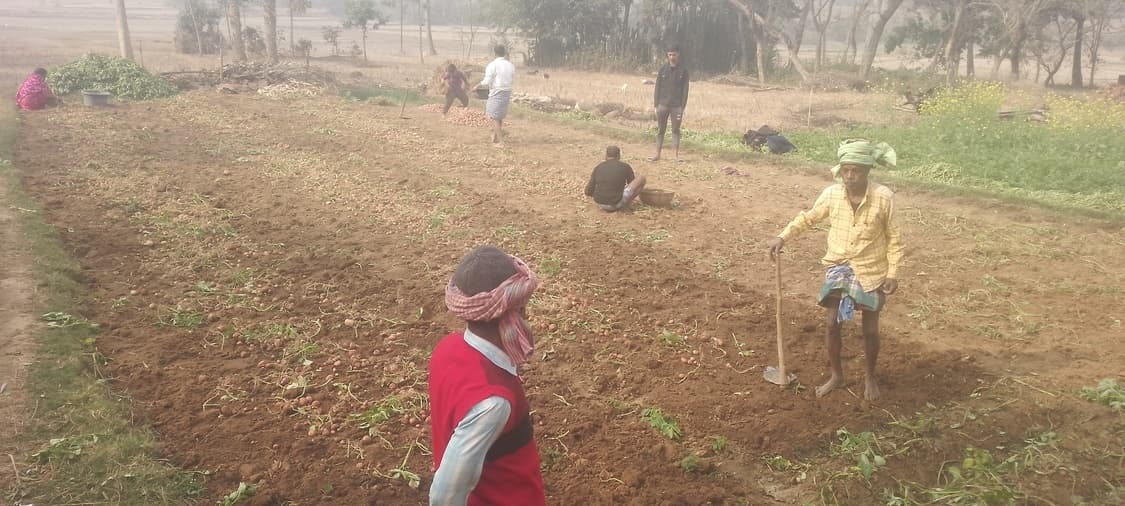 महंगे दरों में खरीदना पड़ता है आलू बीज