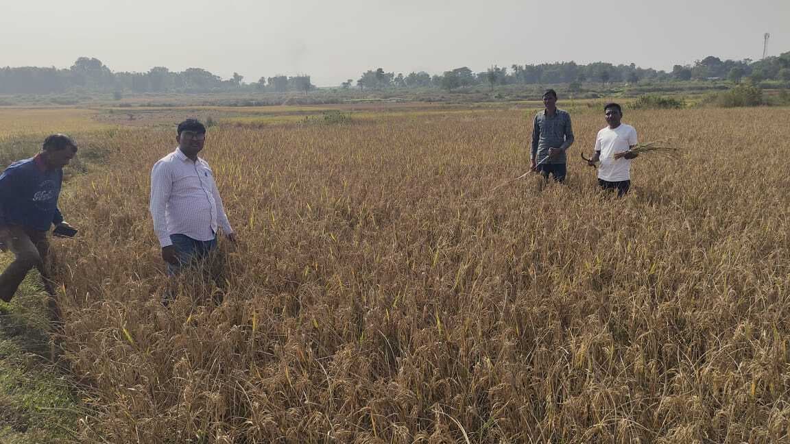 East Singhbhum : घाटशिला प्रखंड में 2,74, 450 क्विंटल धान का उत्पादन संभव