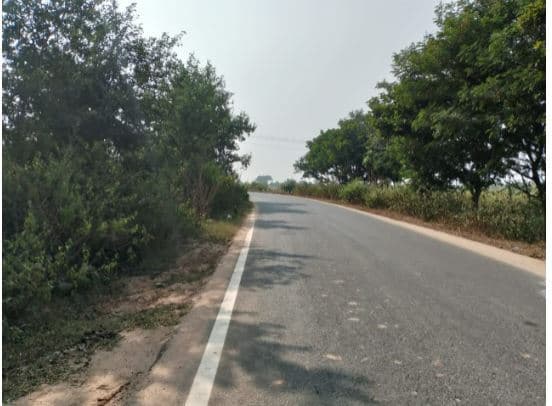 सड़क किनारे उगी झाड़ियां हादसे को दे रही दावत, परेशानी