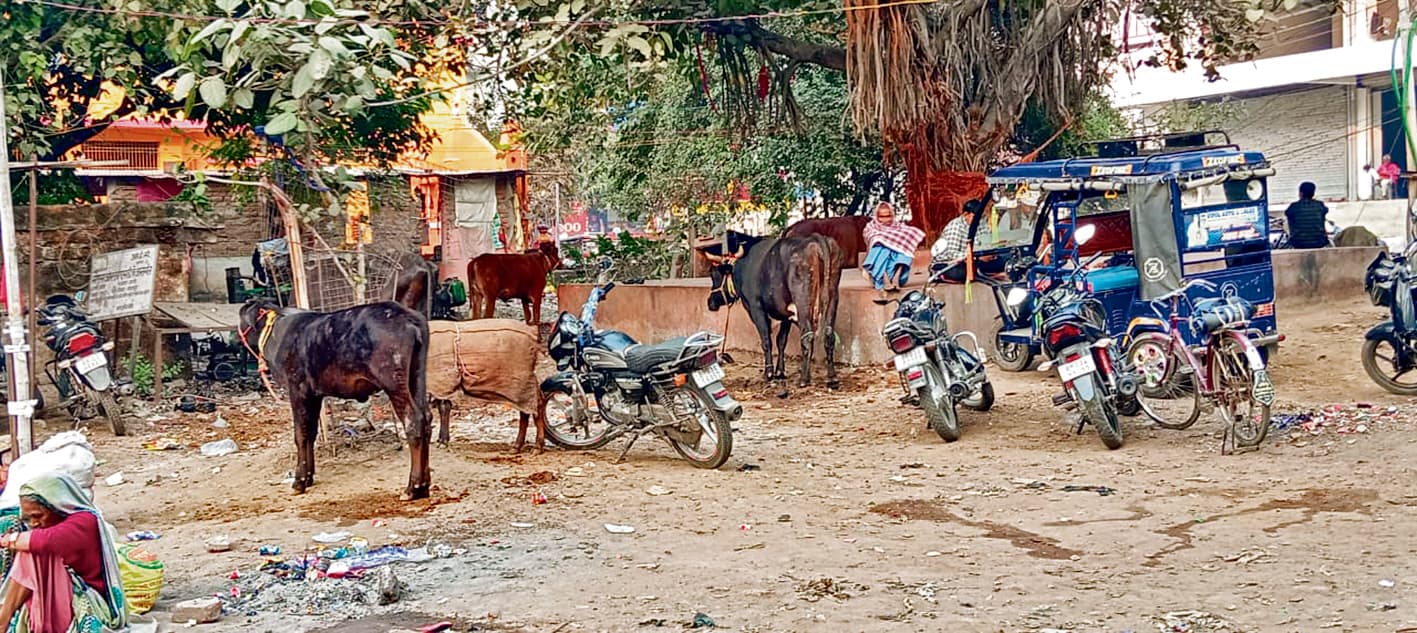 सड़कों के किनारे और पुल के नीचे चल रहे खटाल, राहगीर परेशान