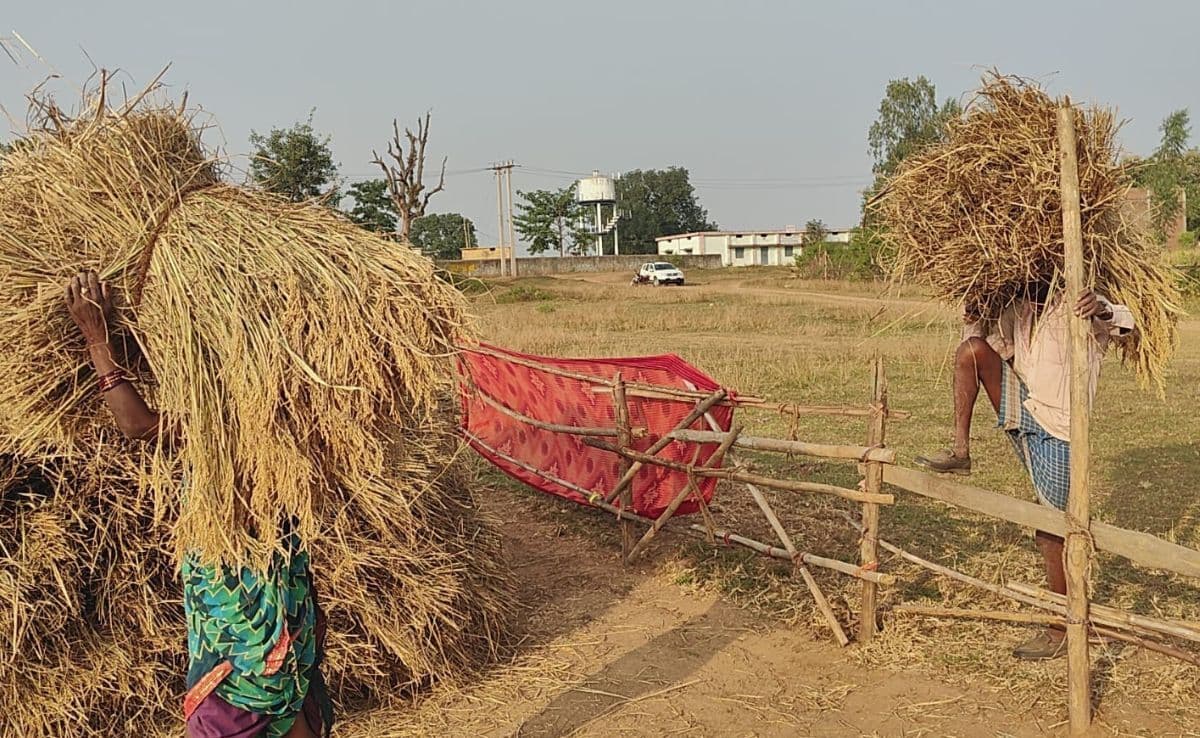 जिले में 15 दिसंबर से शुरू होगी धान की खरीदारी, खोले जायेंगे 24 क्रय केंद्र