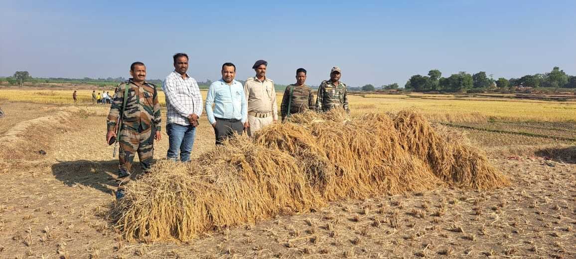 Giridih News: सीओ ने विवादित जमीन पर लगे धान को कटवाकर कराया नीलाम