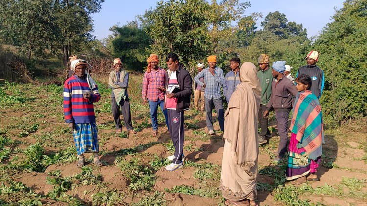 Giridih News: हाथियों ने एक एकड़ से अधिक खेतों में लगे फसलों को रौंदा