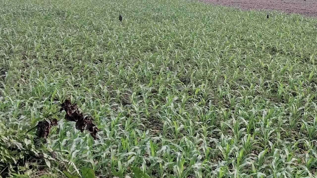 किसानों को लुभा रहा मक्का, गेहूं के प्रति हो रहा मोहभंग