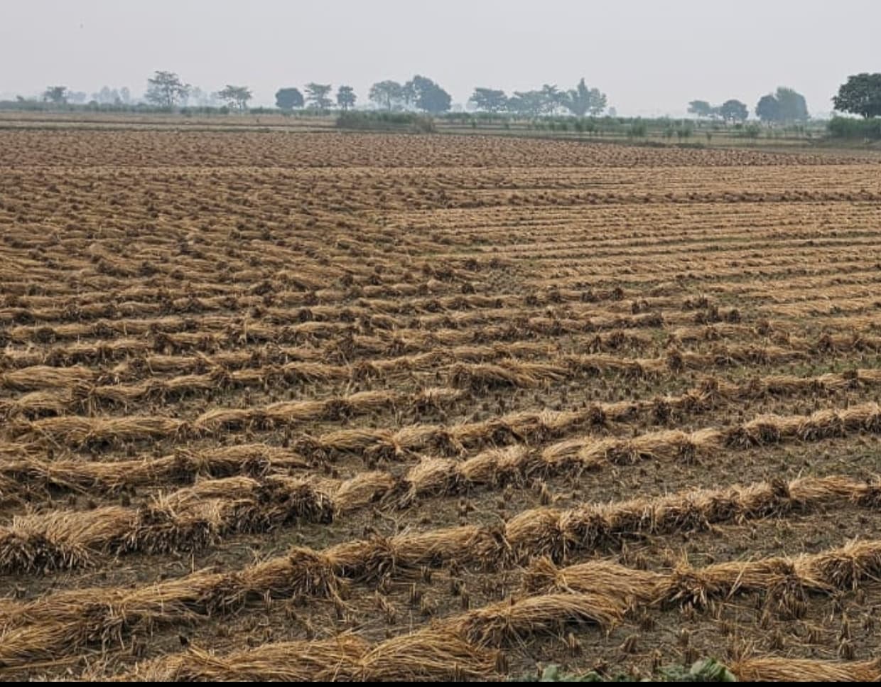 बूंदाबांदी से कटी हुई धान की फसल को नुकसान, किसान परेशान