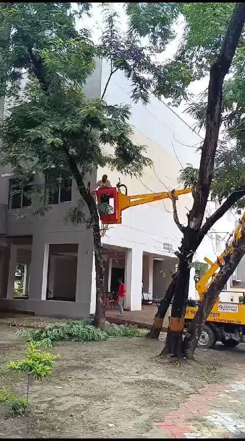 Katihar news : एनजीटी तक पहुंची वृहद आश्रय गृह परिसर से हरा भरा पेड़ काटने का मामला