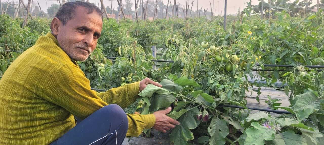 Aurangabad News : एक हीं पौधे में फल रहा टमाटर और बैगन