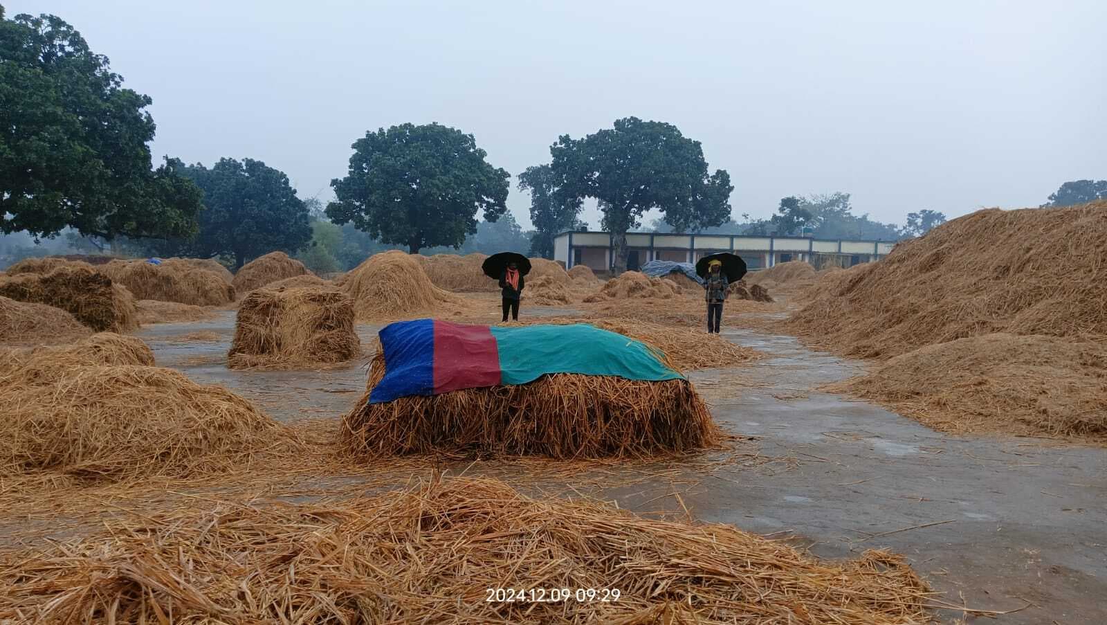 Giridih News :बारिश से खेत-खलिहान में परेशान रहे बगोदर के किसान