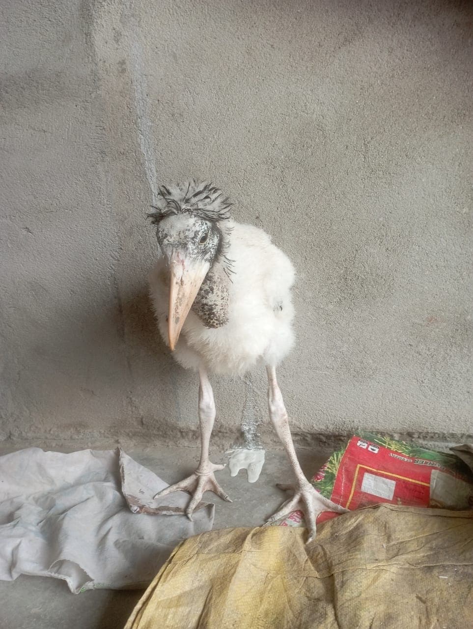 Bhagalpur news पेड़ से गिरे गरूड़ के बच्चे को रेस्क्यू किया