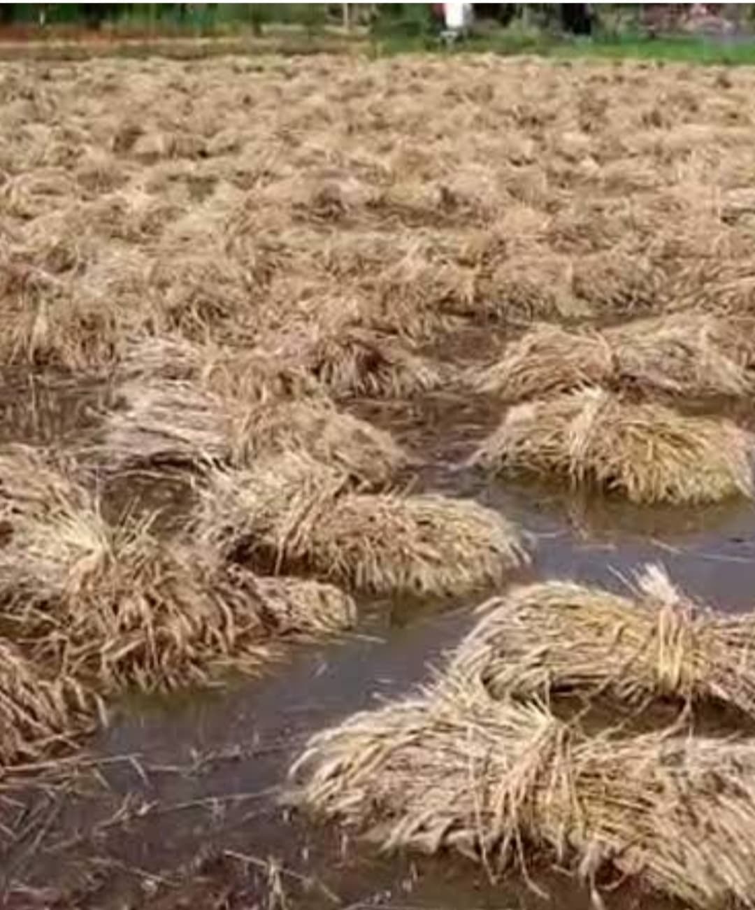 Dhanbad News : बारिश के पानी ने किसानों की मेहनत पर फेरा पानी