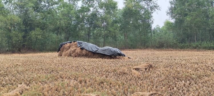 East Singhbhum : दारीसाई के कृषि वैज्ञानिकों की रिपोर्ट, बारिश अधिक हुई, तो धान व सब्जी को क्षति होगी, किसान चिंतित