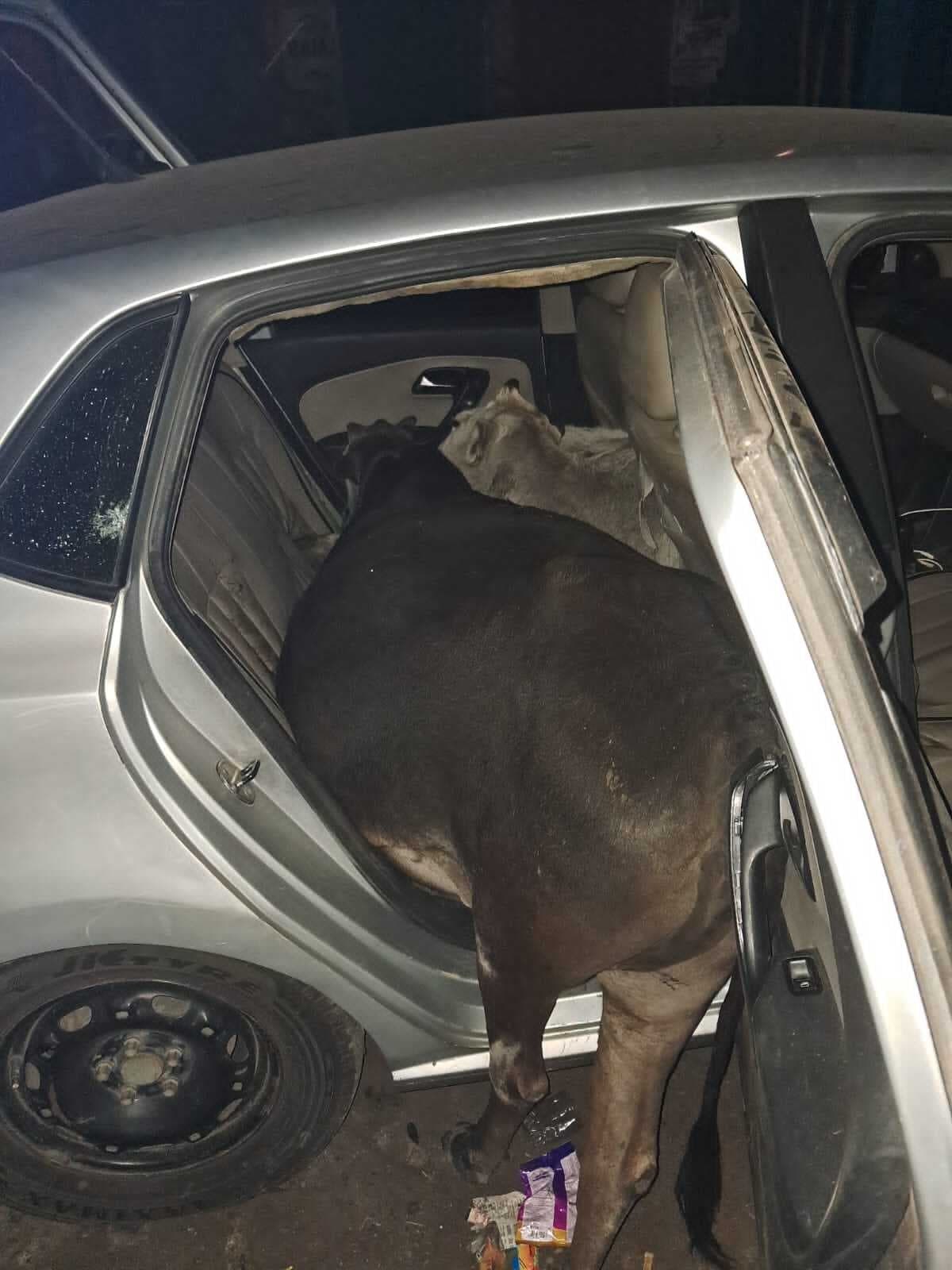 Bokaro News : मवेशी चुरा कर कार से ले जा रहा युवक गिरफ्तार