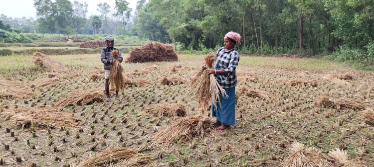 East Singhbhum : महुलिया लैंपस समिति का 6 साल का 15.31 लाख रुपये कमीशन बकाया, कैसे होगी धान खरीदी ?