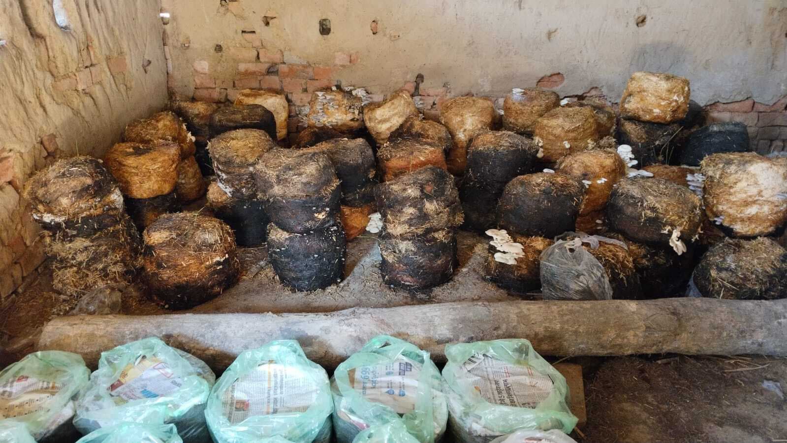 मशरूम की खेती कर परिवार का भरण-पोषण कर रही है वीणा