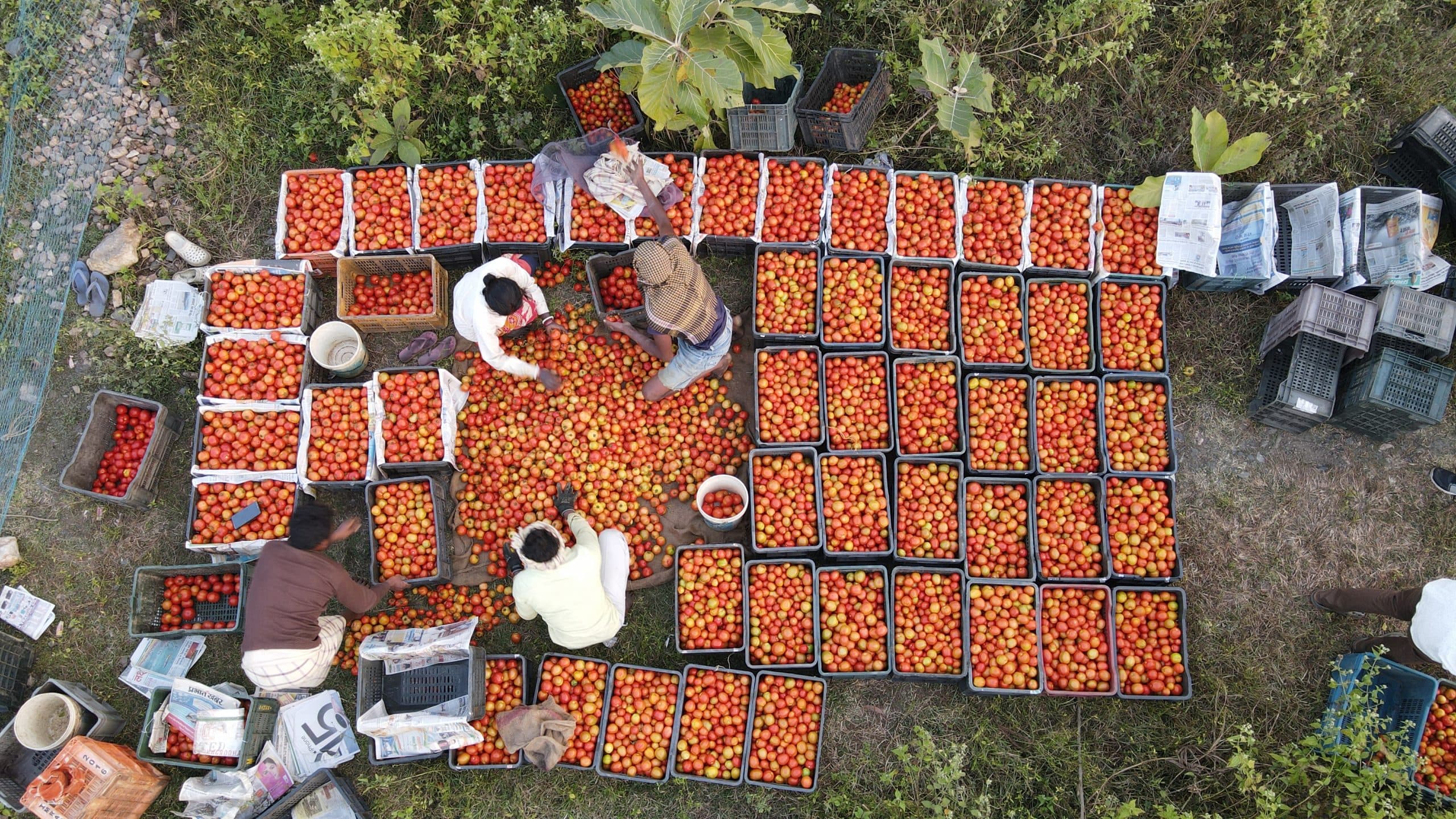 यदुनाथ का जादू : पटमदा में अच्छी पैदावार से टमाटर-टमाटर हुआ बाजार