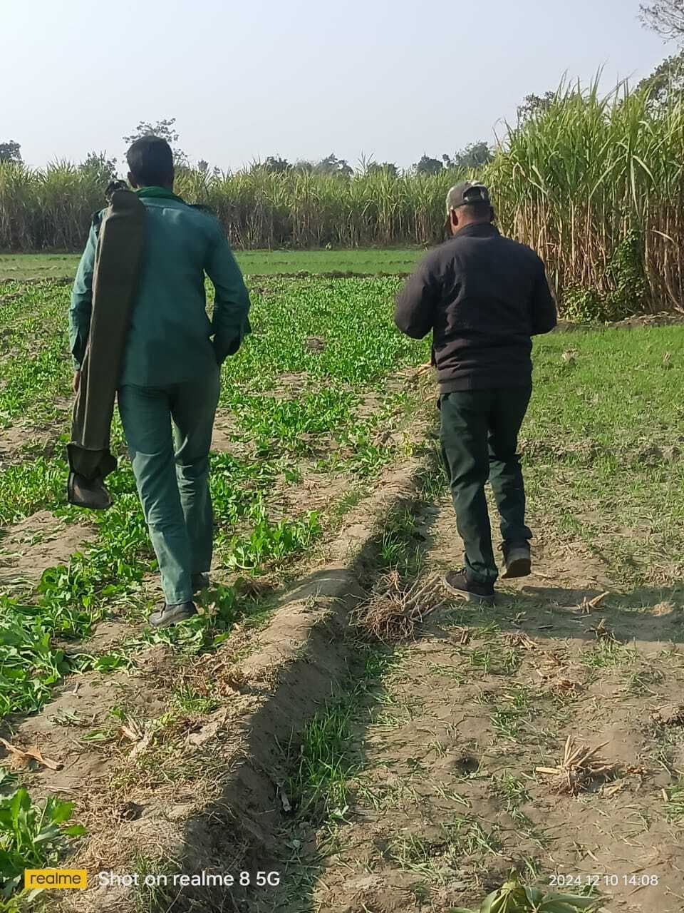 तेंदुआ पकड़ से बाहर वंशी टोटला दियरा में दूसरे दिन जमाया डेरा,वन कर्मी रेस्क्यू के कर रही है कैंप