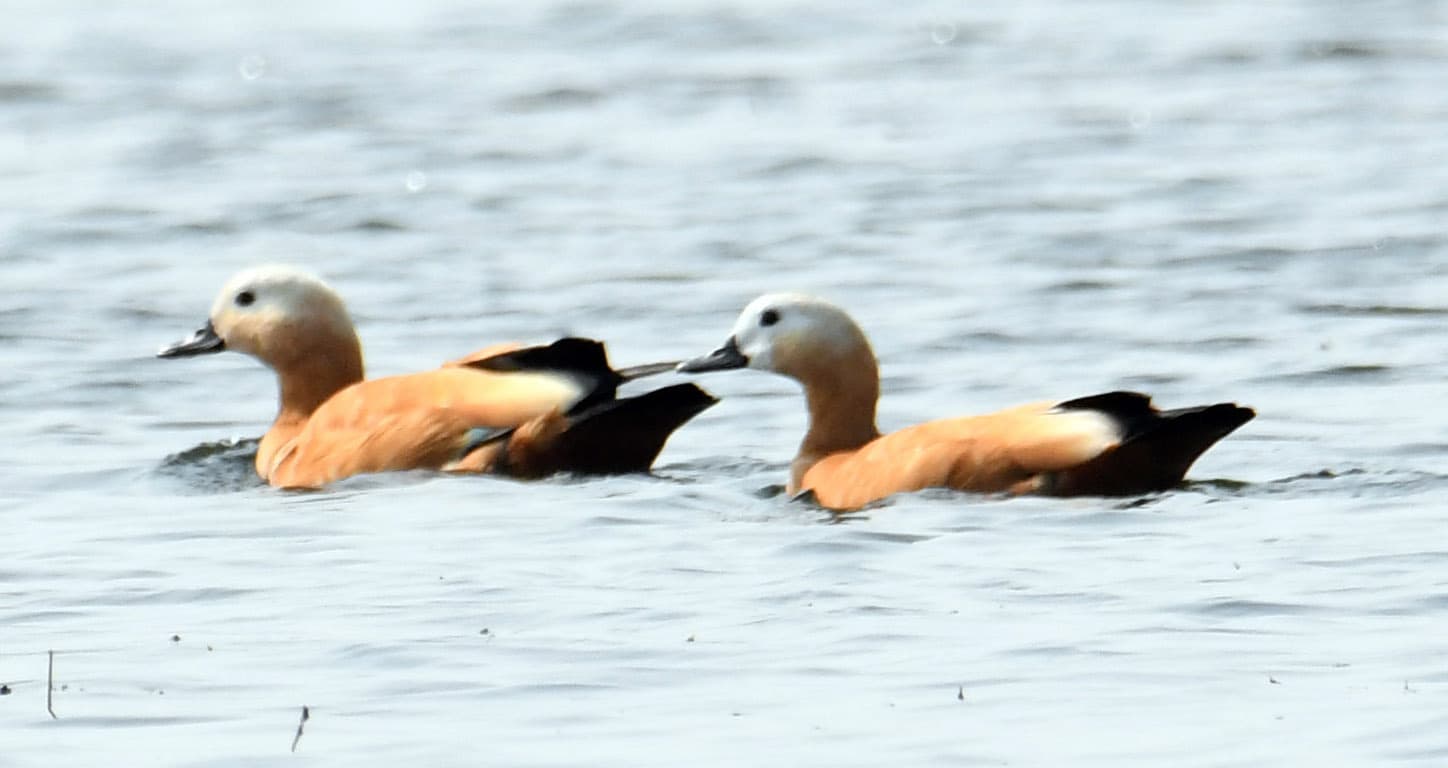 प्रवासी पक्षियों के कलरव से नागी-नकटी गुलजार
