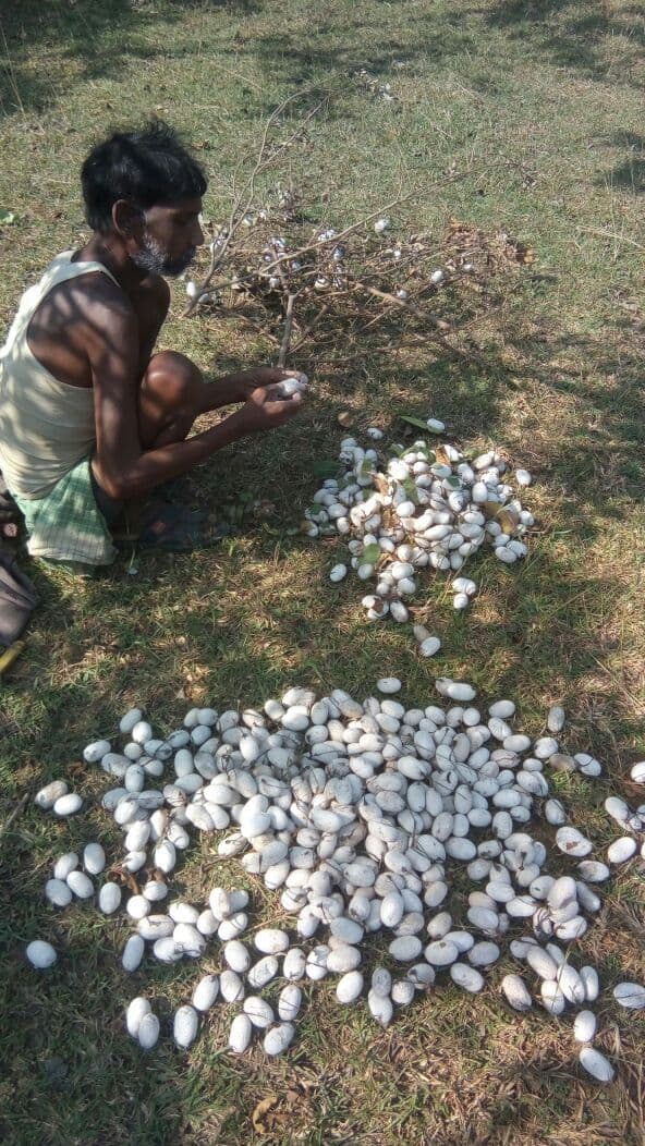 seraikela news : राज्य में तीन साल से लगातार घट रहा तसर का उत्पादन, किसानों पर संकट