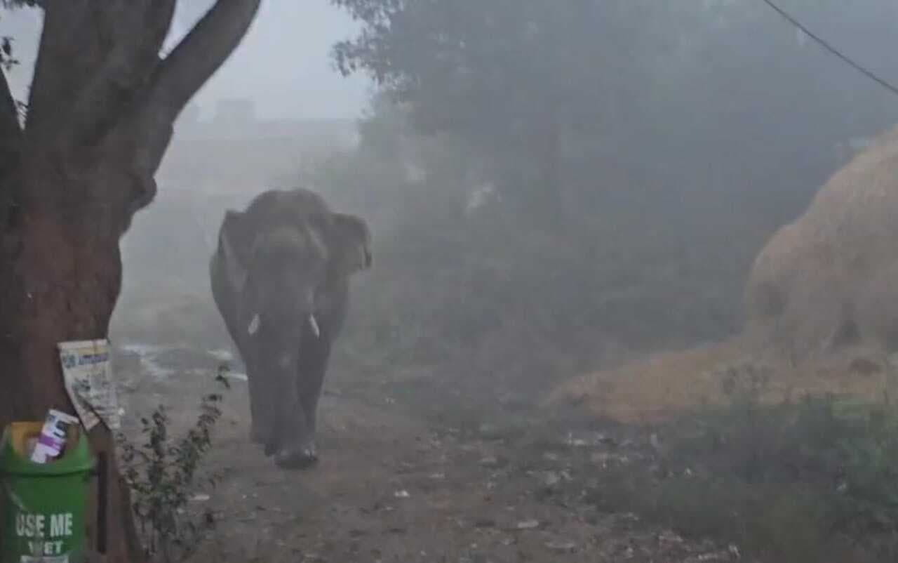 Rourkela News: बणई शहर में फिर घुसा हाथी, खौफजदा लोगों ने भाग कर बचायी जान