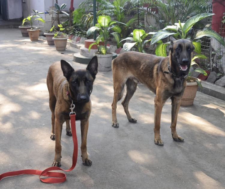 Dhanbad News:आरपीएफ को मिला स्निफर ब्रूनो व ट्रैकर डेजी