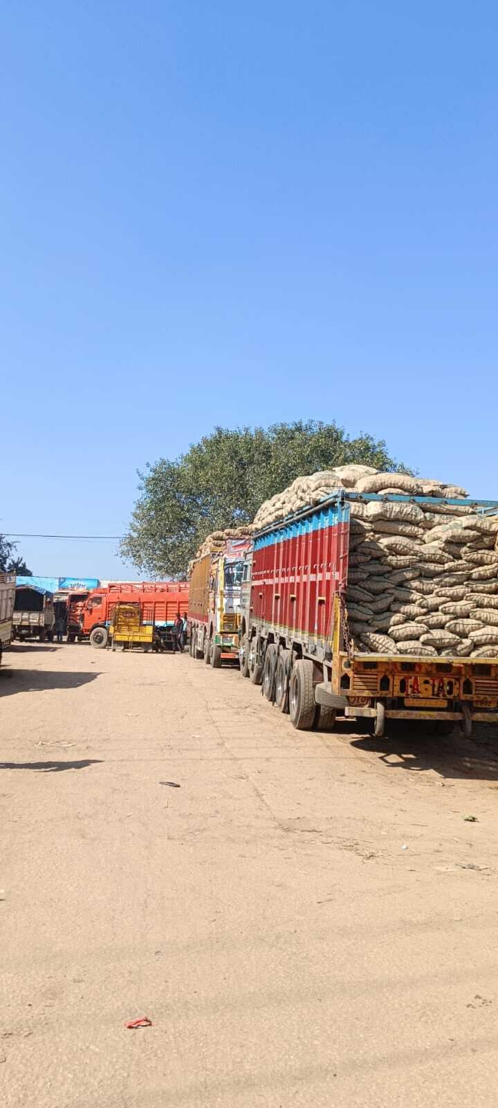 City News : आलू की आवक तेज, 20 रुपये किलो बिका