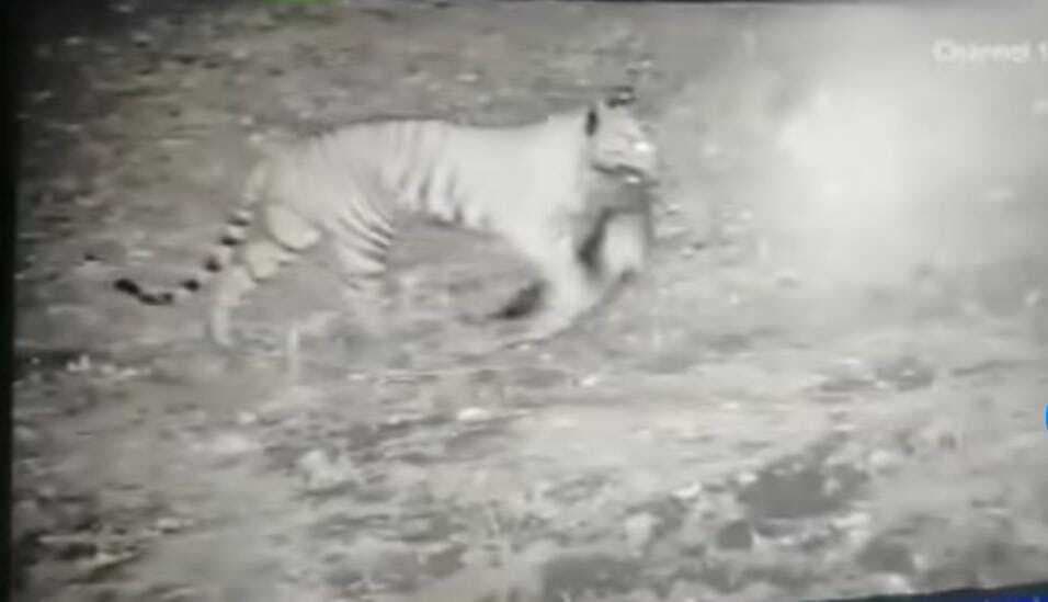 East Singhbhum : 14 घंटे बाद बाघिन ने भैंस का किया शिकार, टीम का निशाना चूका, नहीं हुई बेहोश