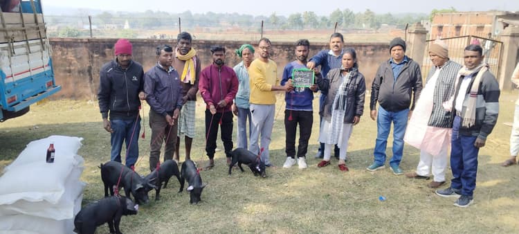 सीएम पशुधन योजना में 14 लाभुकों के बीच सुकर वितरित