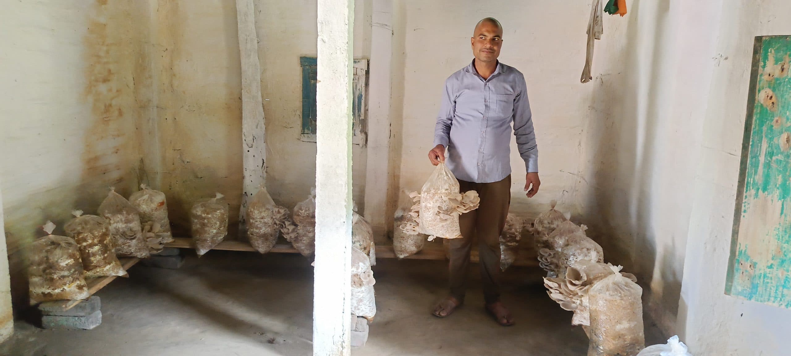 कृषि विभाग की पहल पर मशरूम की पैदावार से किसान हो रहे समृद्ध