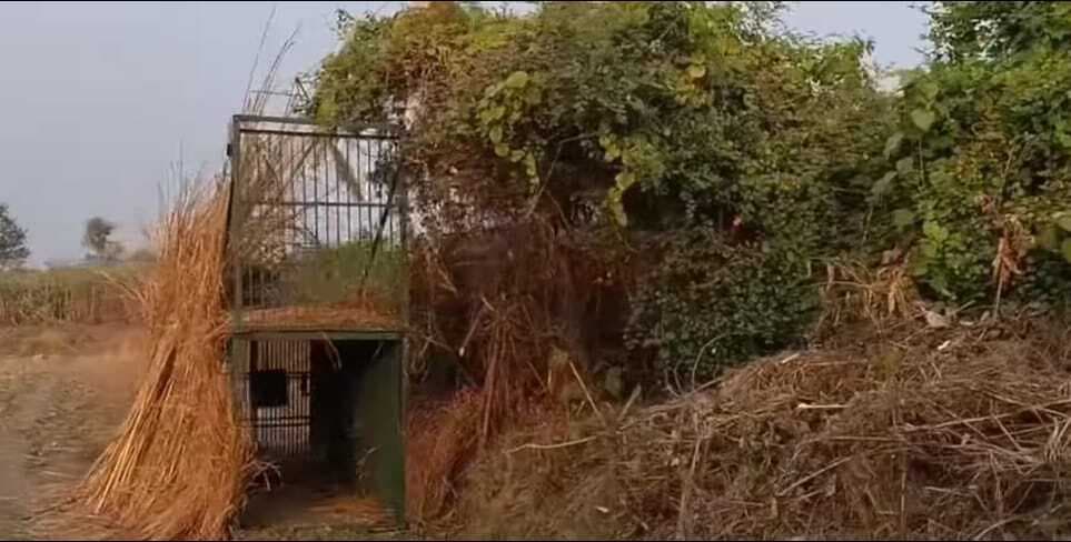 पिंजरे में मेमना रख रातभर निगरानी करते रहे वनकर्मी