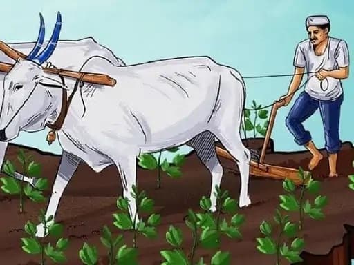 East Singhbhum : नियमों के पेच में दो हजार किसानों की पीएम सम्मान राशि फंसी