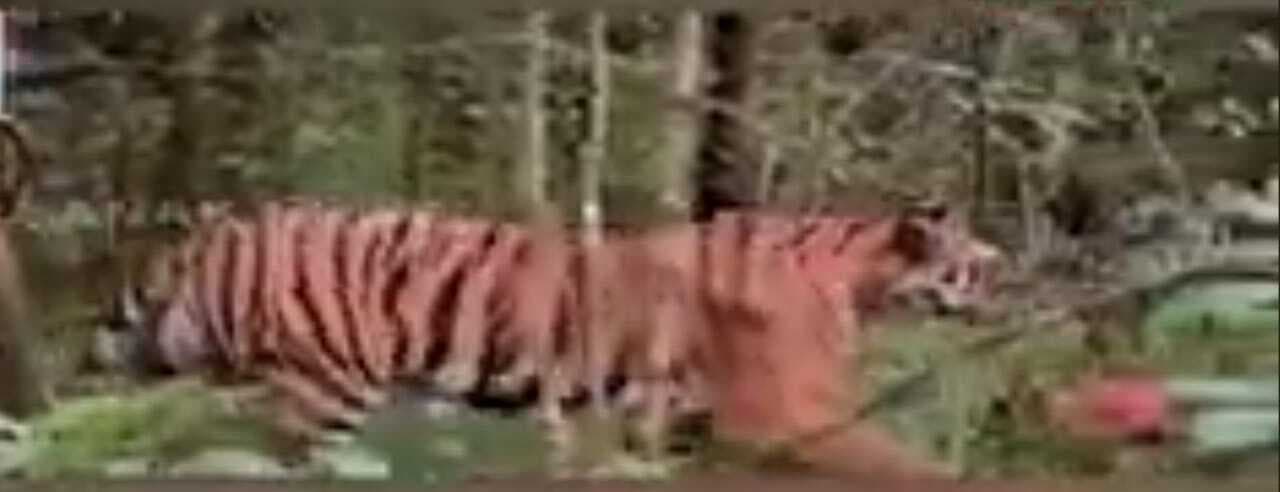 East Singhbhum : जंगल में पिंजरा लगा भैंस को बांधा गया, शिकार करते ही फंसेगी बाघिन