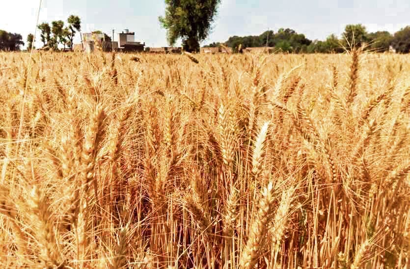 Gaya News : आज जिले में 584 टन डीएपी खाद की होगी आपूर्ति