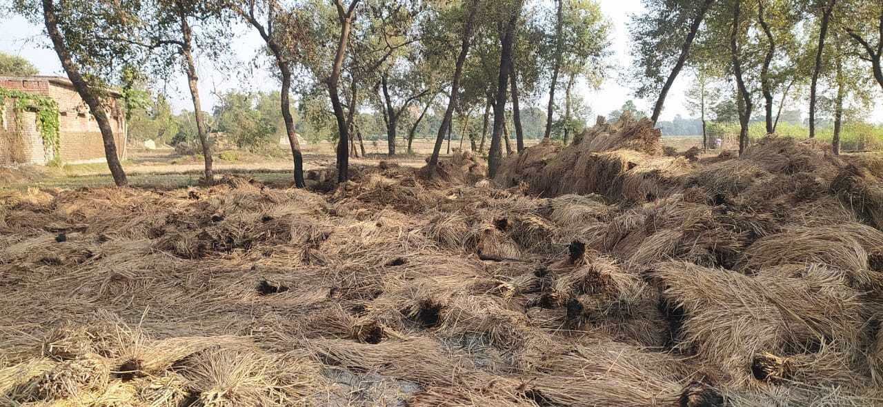 Gaya News : खलिहान में लगी आग, जले धान के बोझे