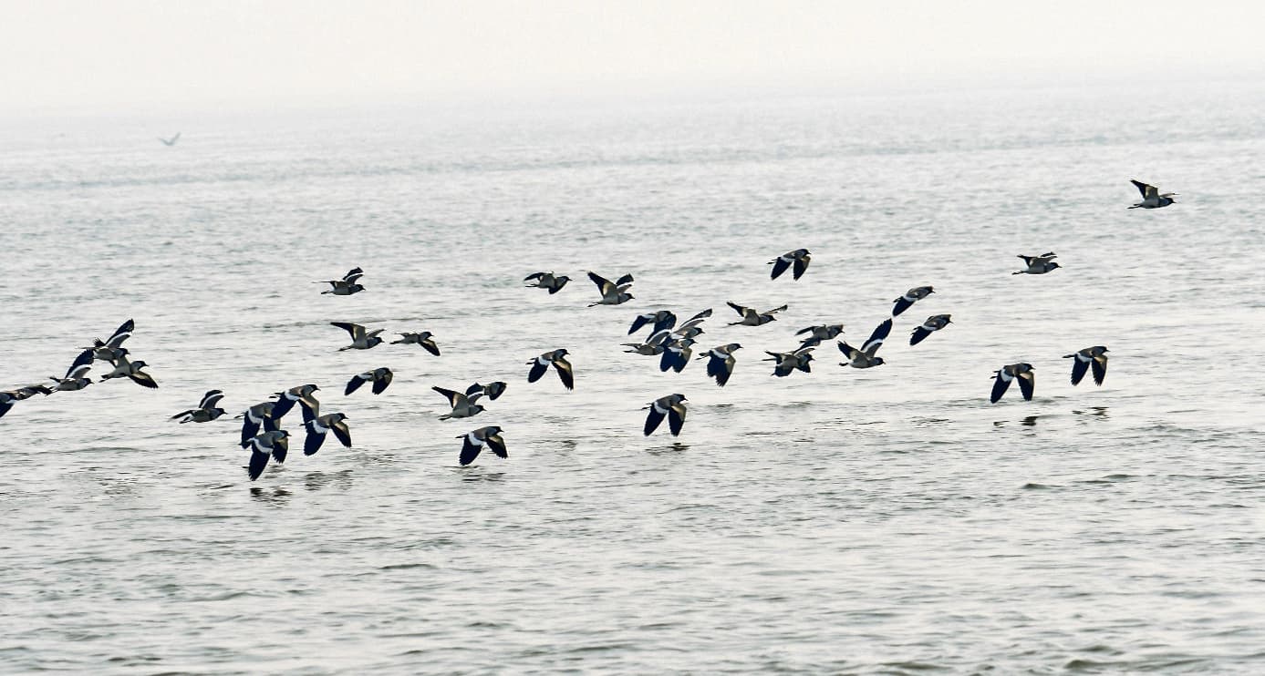 Buxar News: जिले में पहुंचने लगी साइबेरियन पक्षी, अबतक दिखीं 20 प्रजातियां