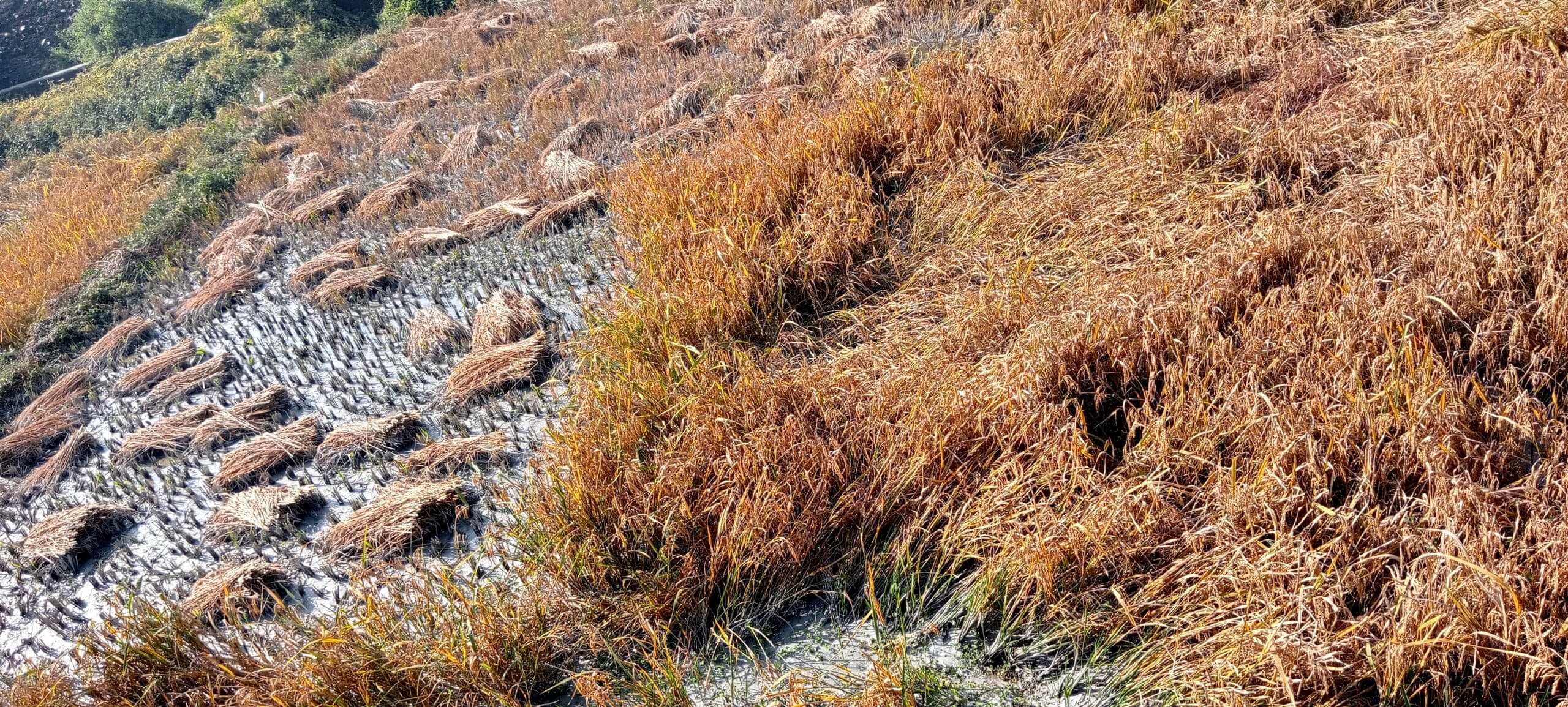 Bokaro News : पाइप लाइन फटने से खेतों में घुसा छाई युक्त पानी, फसल बर्बाद