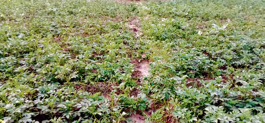 ठंड से आलू की फसलों को हो रही क्षति