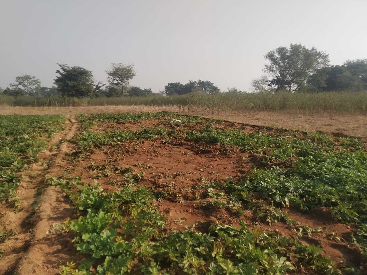 Giridih News: सरिया में गजराज के झुंड ने दी दस्तक, फसलों को पहुंचा नुकसान