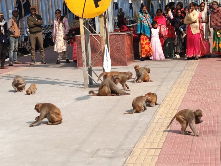 राय स्टेशन पर बंदरों के उत्पात से यात्री परेशान