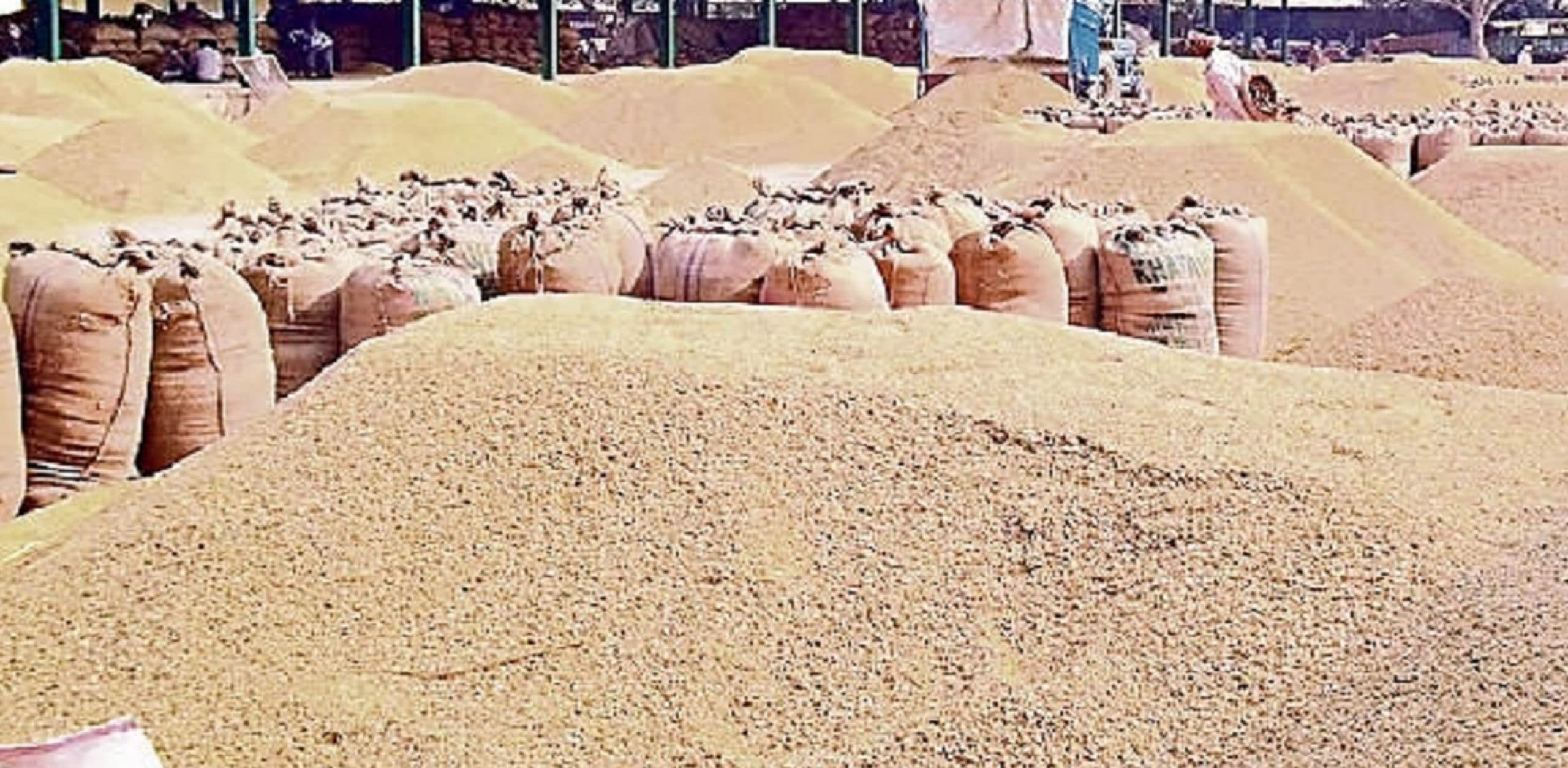 Jamshedpur News : 44 में सिर्फ दो लैंपस एक्टिव, दो दिन में 10 किसानों से 590.24 क्विंटल धान की खरीद