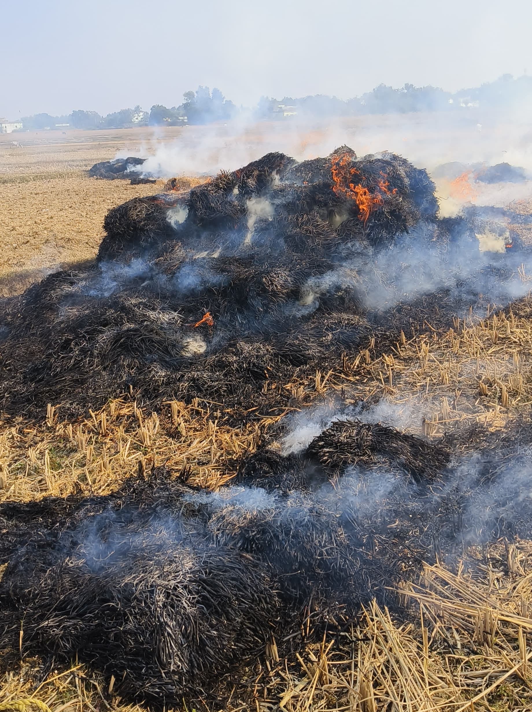 Giridih News: शार्ट-सर्किट से धान में लगी आग, हजारों का नुकसान