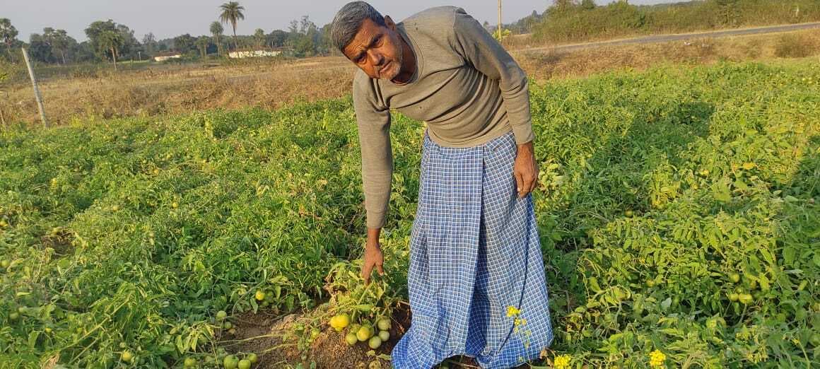 बंजर धरती पर टमाटर की खेती कर मालामाल हो रहे किसान