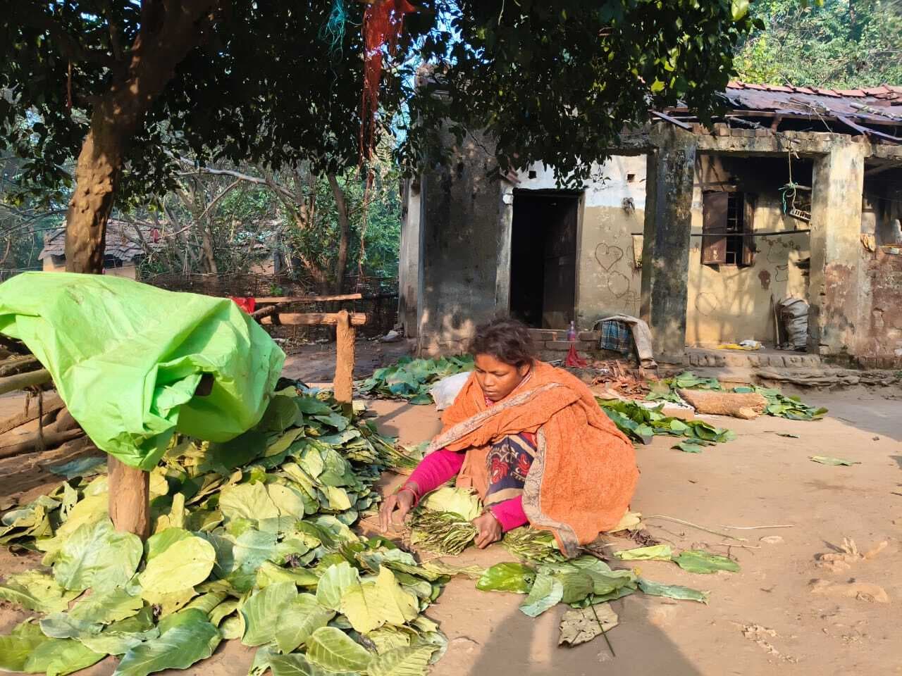 East Singhbhum : गुड़ाबांदा में वनों की कटाई से वनोत्पाद पर आश्रित जनजातीय परिवार पर संकट