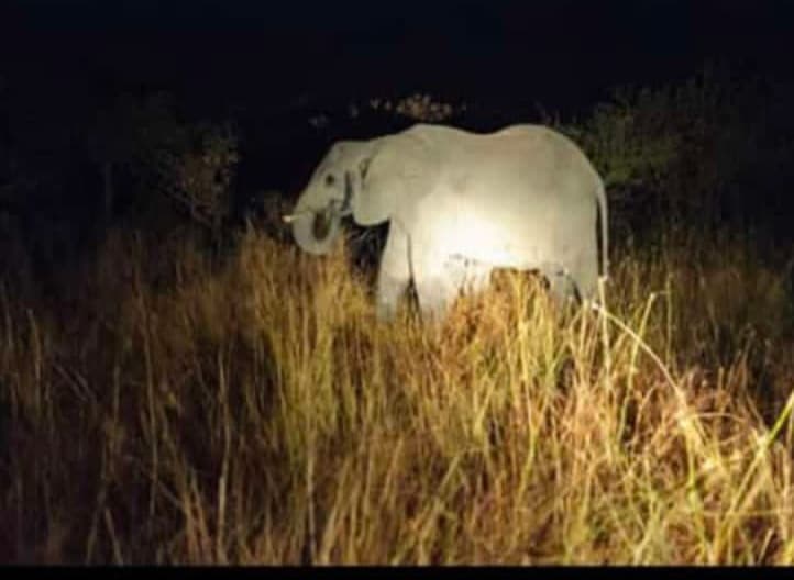 Giridih News: हाथियों का आतंक तीसरे दिन भी जारी, किसानों की फसलों को किया बर्बाद