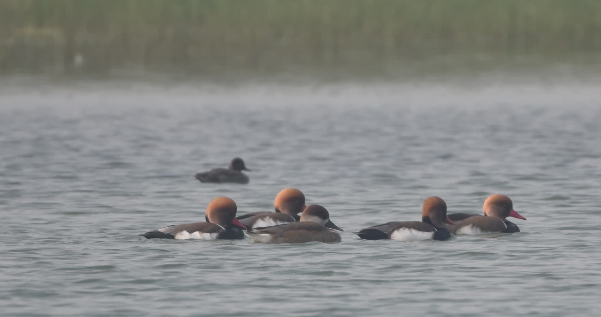 प्रवासी पक्षियों का प्री-सर्वे पूरा, अब गणना की तैयारी